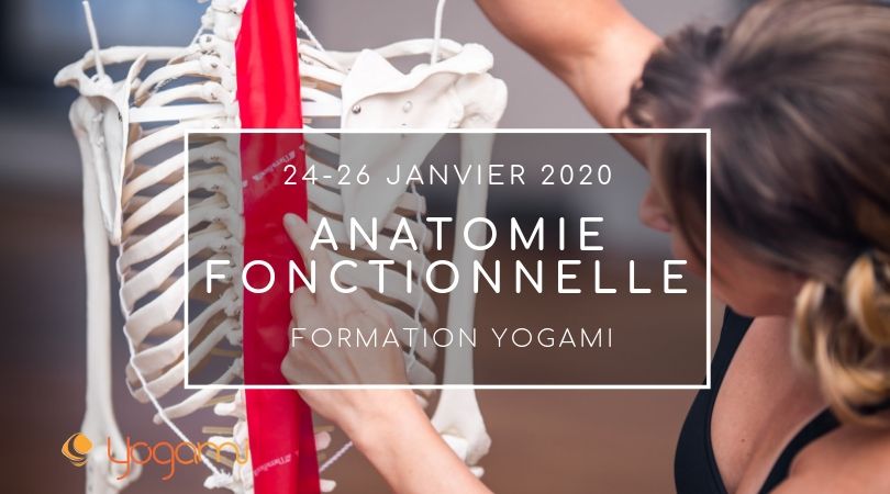formation d'anatomie fonctionnelle, yogami, teacher training yoga , Namaste yoga, yoga lévis , yoga québec professeur de yoga , formation de yoga